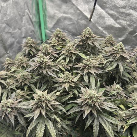 Step-Grower, Help! I'm Stuck (with BBC)