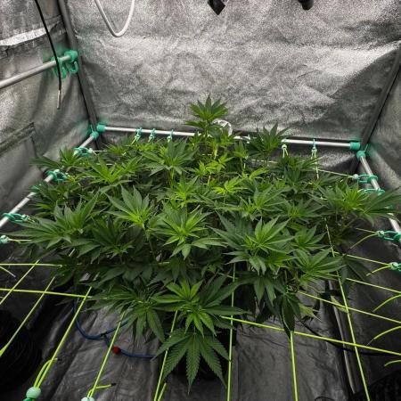 Biskanté x Kryptochronic