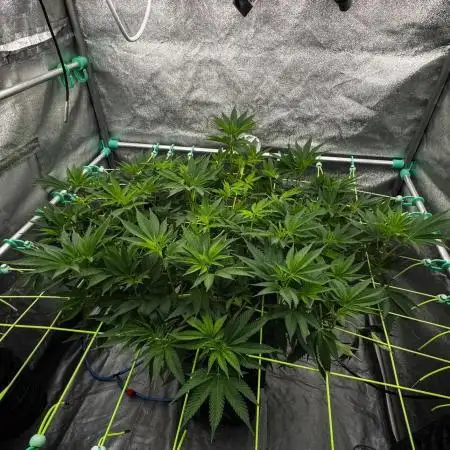 Biskanté x Kryptochronic