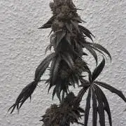 The Dual Ritual [GrapePak x Barf Breath]