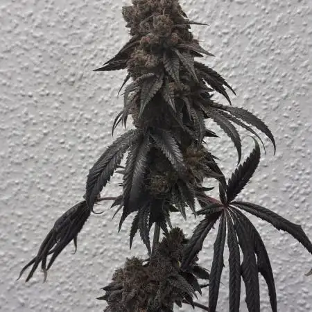 The Dual Ritual [GrapePak x Barf Breath]