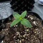 Biskanté x Kryptochronic