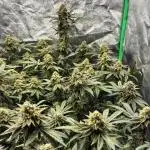 Dirty Grape - Clones