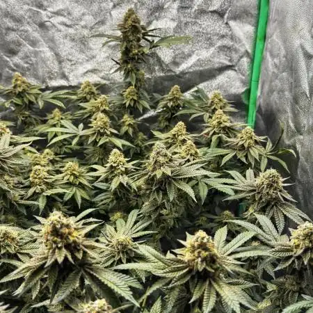 Dirty Grape - Clones