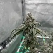 Biskanté x Kryptochronic