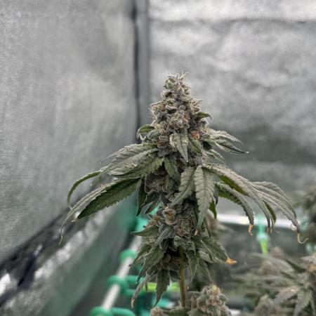 Biskanté x Kryptochronic