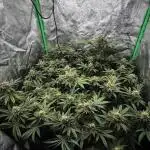 Dirty Grape - Clones