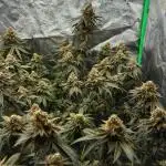 Dirty Grape - Clones