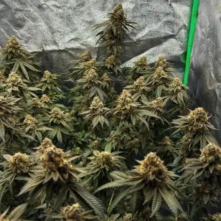 Dirty Grape - Clones