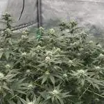 Biskanté x Kryptochronic