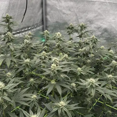 Biskanté x Kryptochronic