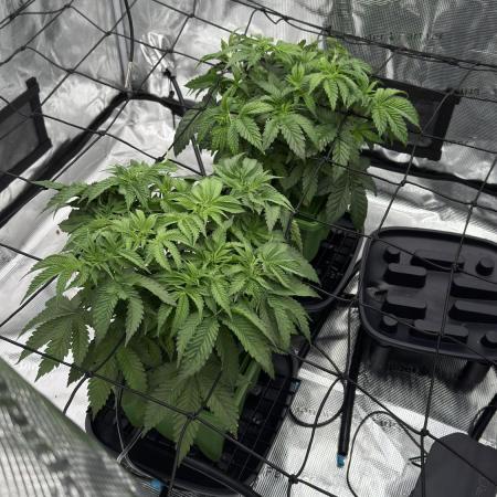 The Dual Ritual [GrapePak x Barf Breath]