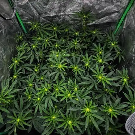 Dirty Grape - Clones