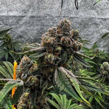 Dirty Grape