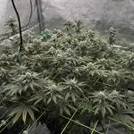 Biskanté x Kryptochronic