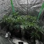 Dirty Grape - Clones