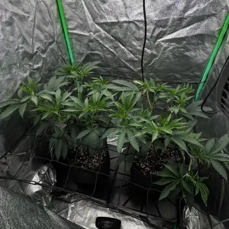 Dirty Grape - Clones