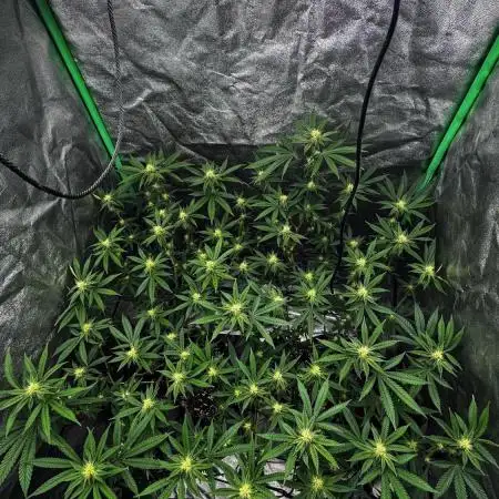 Dirty Grape - Clones