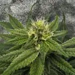 Dirty Grape - Clones