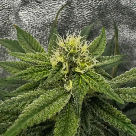 Dirty Grape - Clones