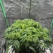 Step-Grower, Help! I'm Stuck (with BBC)