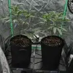 Dirty Grape - Clones