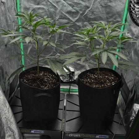 Dirty Grape - Clones