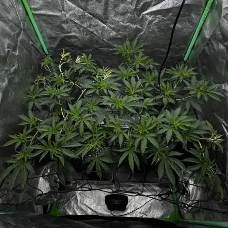 Dirty Grape - Clones