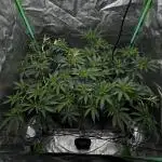 Dirty Grape - Clones