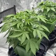 The Dual Ritual [GrapePak x Barf Breath]