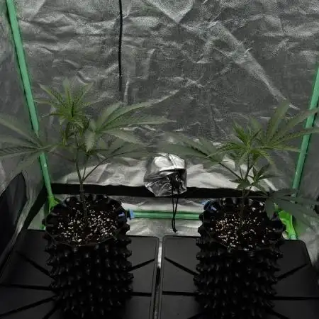 Dirty Grape - Clones