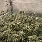 Biskanté x Kryptochronic