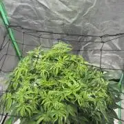 Step-Grower, Help! I'm Stuck (with BBC)