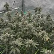 Biskanté x Kryptochronic