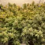 Bubble Gum Vienna Clones