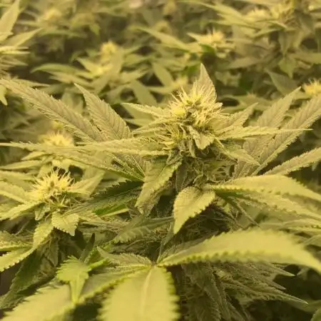 Bubble Gum Vienna Clones