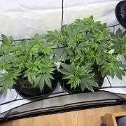 Blueberry Honey - September '26