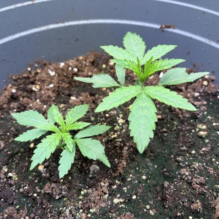 Blueberry Honey - September '26
