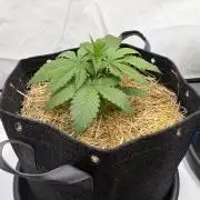 Blueberry Honey - September '26