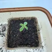 Blueberry Honey - September '26