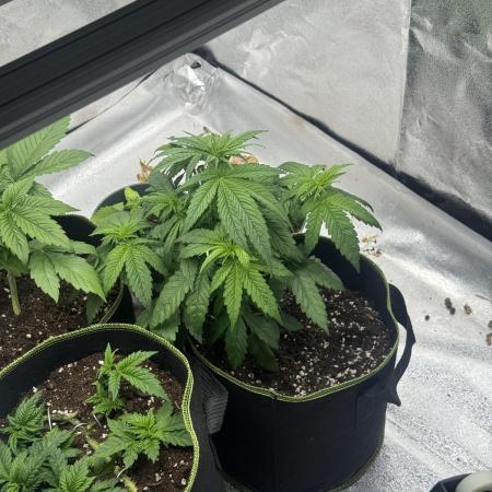 Outdoor Grow NL & Apple  Fritter