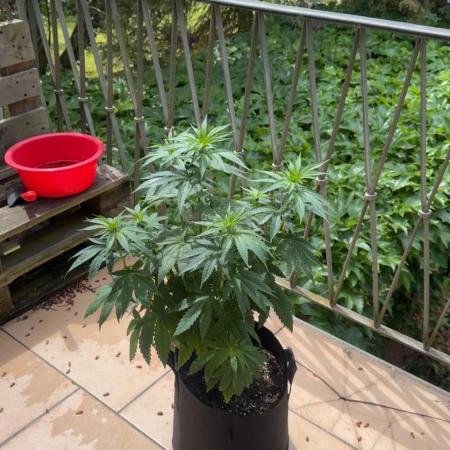 Outdoor Grow NL & Apple  Fritter