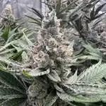 Super Boof + Trainwreck  (Coco organic)