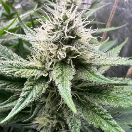 Organic Coco Grow |Super Boof|Trainwreck