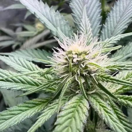 Organic Coco Grow (Bioponic)