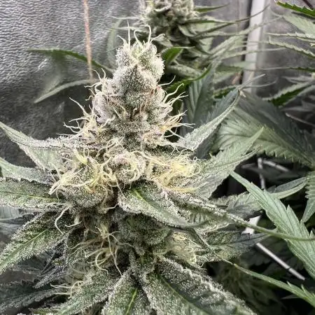 Super Boof + Trainwreck  (Coco organic)