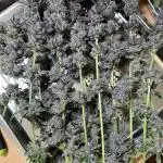 Super Boof + Trainwreck  (Coco organic)