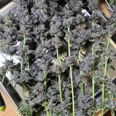 Super Boof + Trainwreck  (Coco organic)