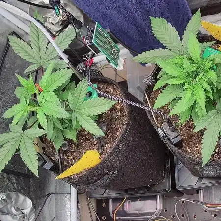 Organic Coco Grow (Bioponic)