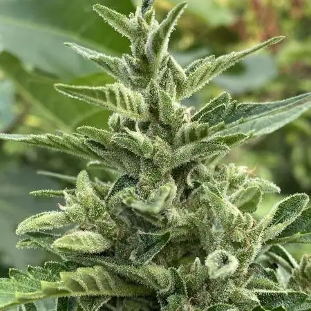 Auto Elephant in Livingsoil
